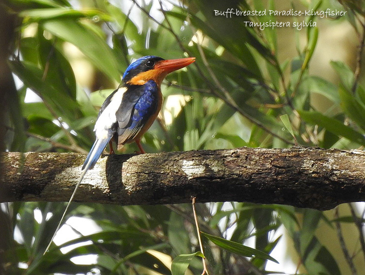 Buff-breasted Paradise-Kingfisher (Tanysiptera sylvia)