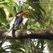 Buff-breasted Paradise Kingfisher - Photo (c) Marie Tarrant, some rights reserved (CC BY-NC), uploaded by Marie Tarrant