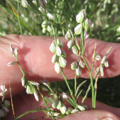 Polygala scoparioides