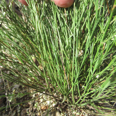 Polygala scoparioides