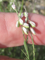 Polygala scoparioides
