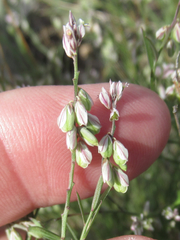 Polygala scoparioides