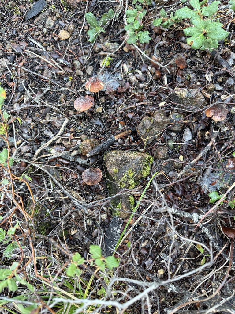 Marasmius plicatulus · November 2025 · photo: © rogerraiche (iNaturalist, cc-by)