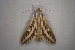 Hyles livornicoides