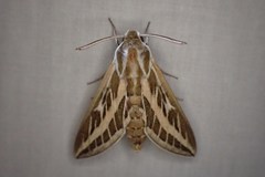 Hyles livornicoides