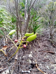 Denisophytum madagascariense