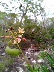 Denisophytum madagascariense