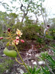 Denisophytum madagascariense