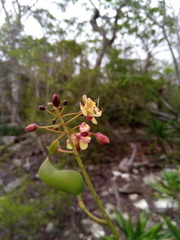 Denisophytum madagascariense