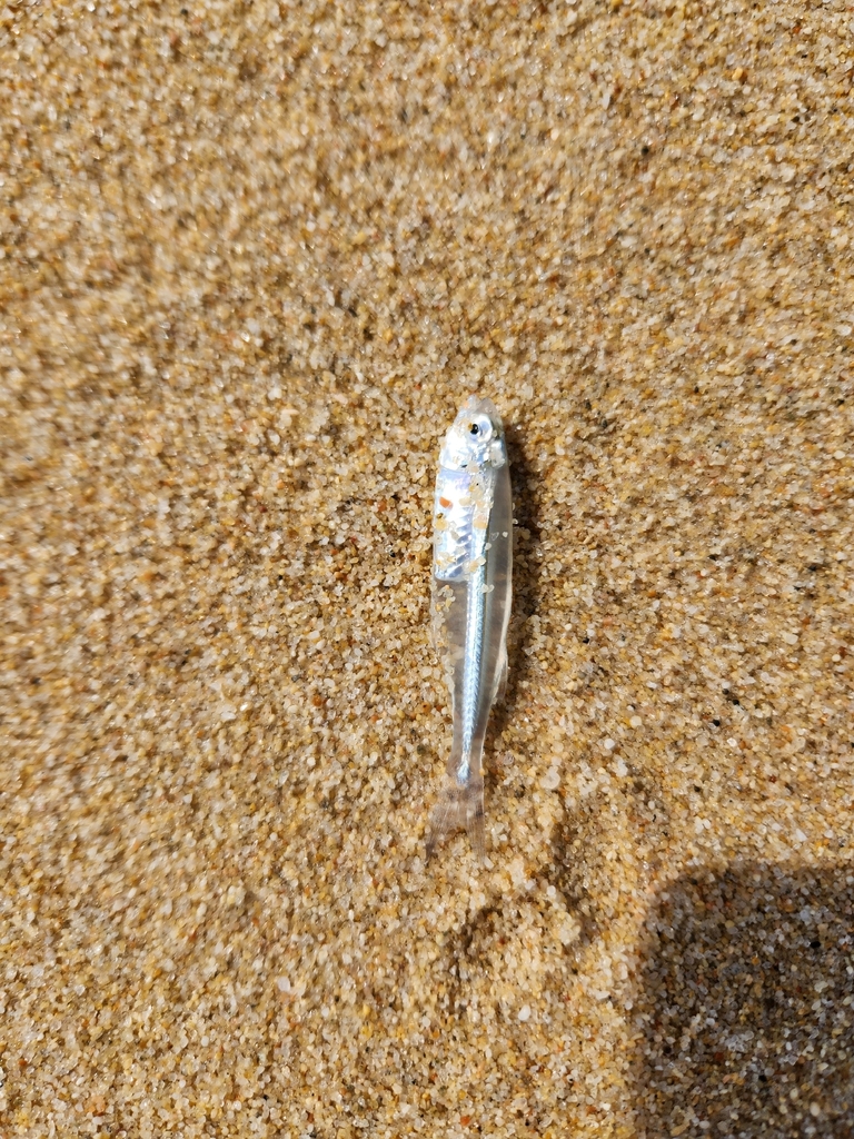 Longfin silverside (Atherinella eriarcha) — Atherinopsidae