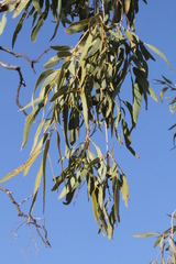 Corymbia aparrerinja
