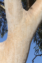 Corymbia aparrerinja