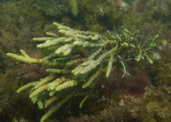 Warty Twig Seaweed