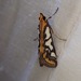 Western Metallarcha Moth - Photo (c) Mark Hura, some rights reserved (CC BY-NC), uploaded by Mark Hura