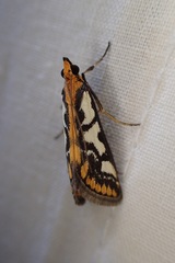 Metallarcha pseliota