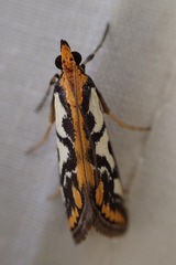 Metallarcha pseliota
