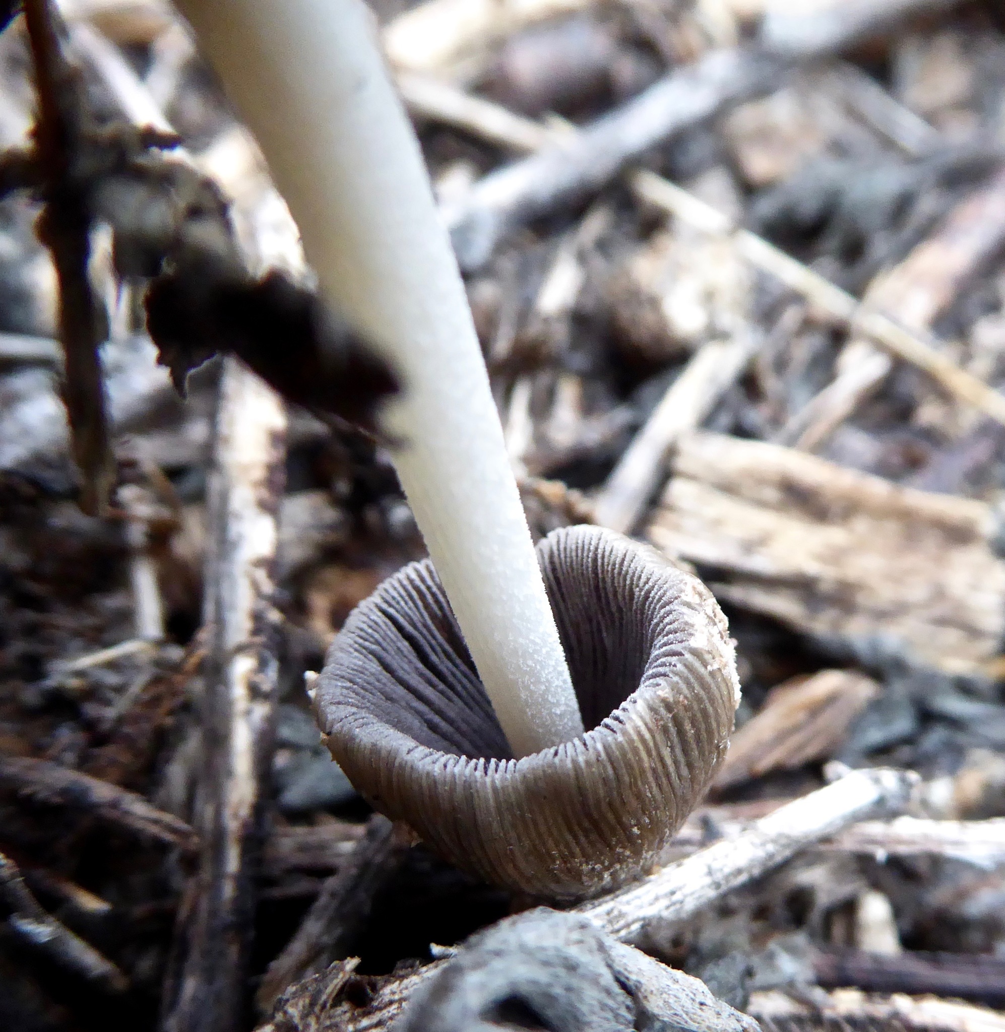 Coprinellus domesticus image