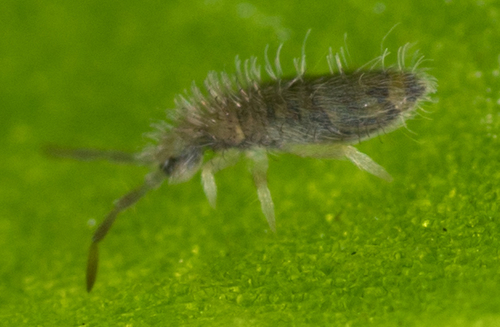 Entomobryidae
