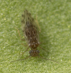 Ectopsocus strauchi