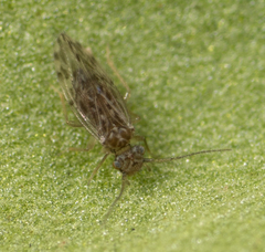 Ectopsocus strauchi