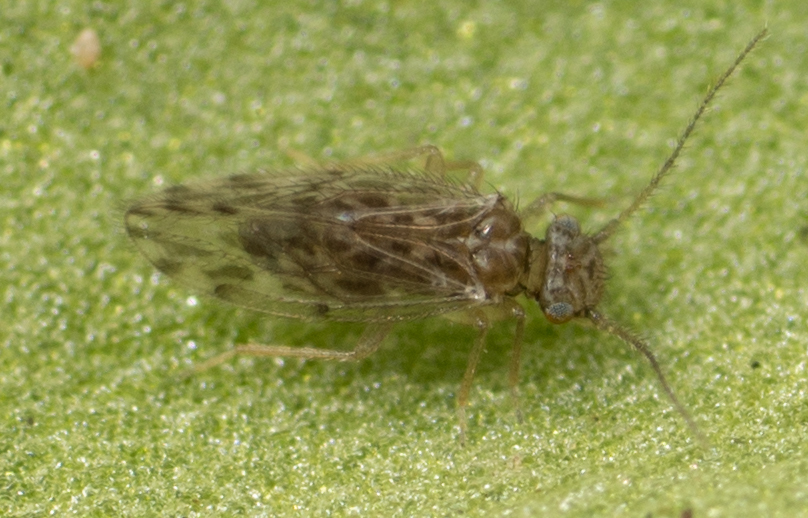 Medium-sized bark louse
