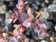 Euphorbia parishii