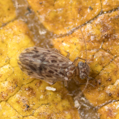 Ectopsocus strauchi