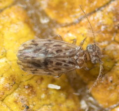 Ectopsocus strauchi
