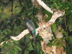 Trogon melanurus
