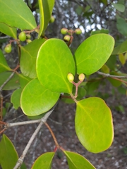 Muellerina celastroides