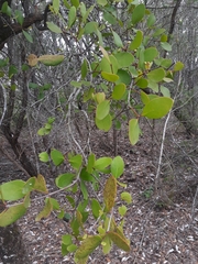 Muellerina celastroides