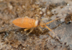 Entomobryinae