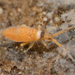 Entomobryinae - Photo no rights reserved, uploaded by Jesse Rorabaugh