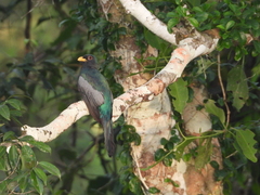 Trogon melanurus