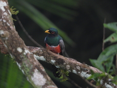 Trogon melanurus