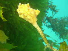 Pyura gibbosa