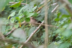 Turdus maculirostris