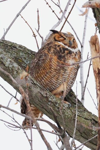 Great Horned Owl photographed in Illinois