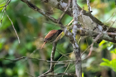 Pachyramphus homochrous