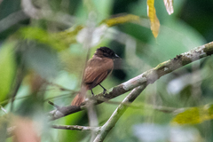 Pachyramphus homochrous