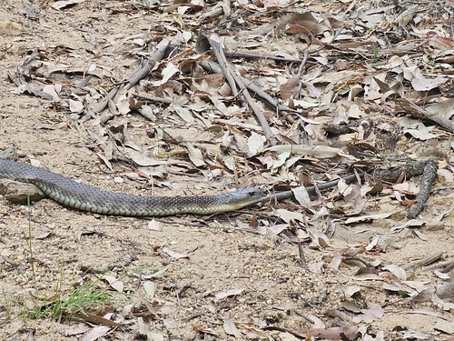 Tiger Snake sighting