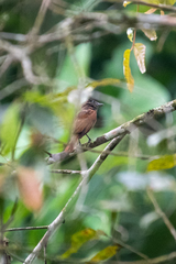Pachyramphus homochrous