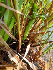 Theretra silhetensis intersecta