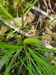 Theretra silhetensis intersecta