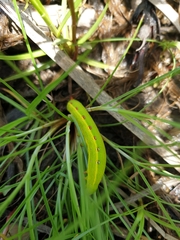 Theretra silhetensis intersecta