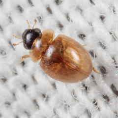 Chaetarthria pallida