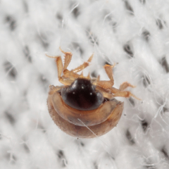 Chaetarthria pallida