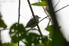 Myiopagis subplacens