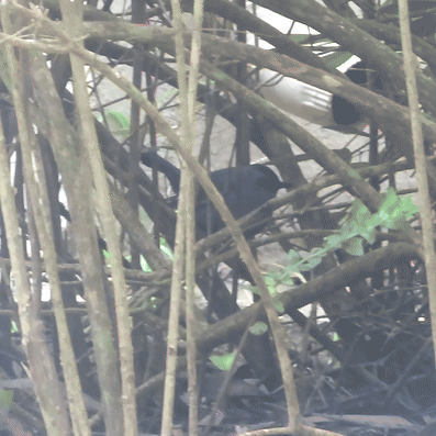 Gray Catbird photographed in California