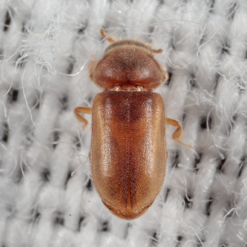 Tropicus pusillus